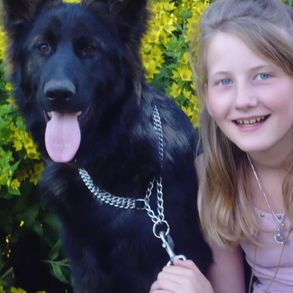 Schæferhund Diesel billede 2