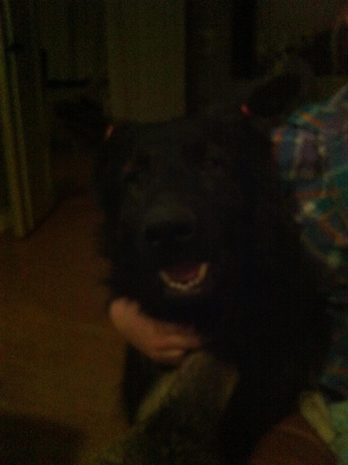 Schæferhund Diesel billede 3