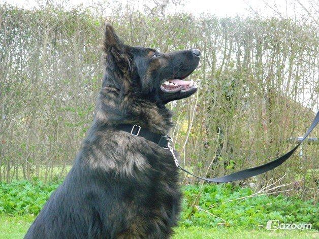 Schæferhund Diesel billede 4