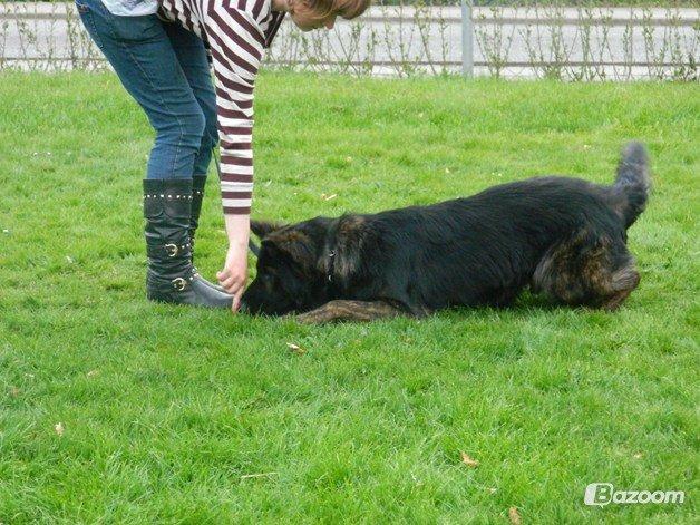 Schæferhund Diesel billede 5