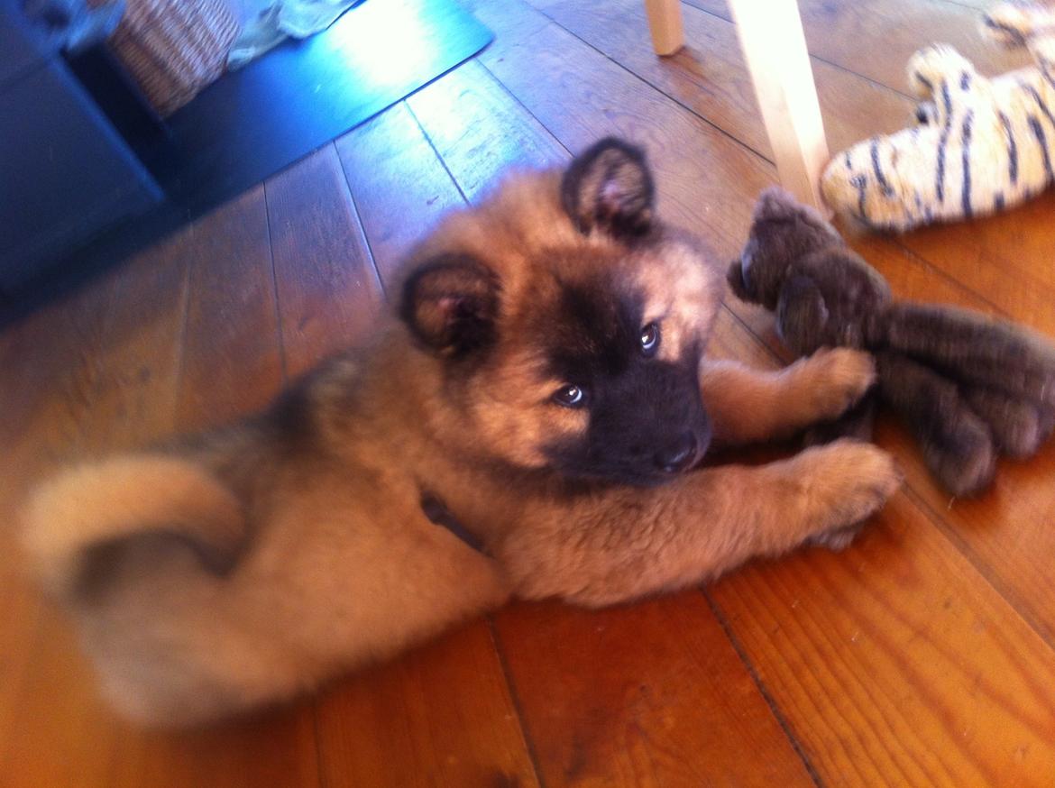 Eurasier Sally - 9 uger billede 38