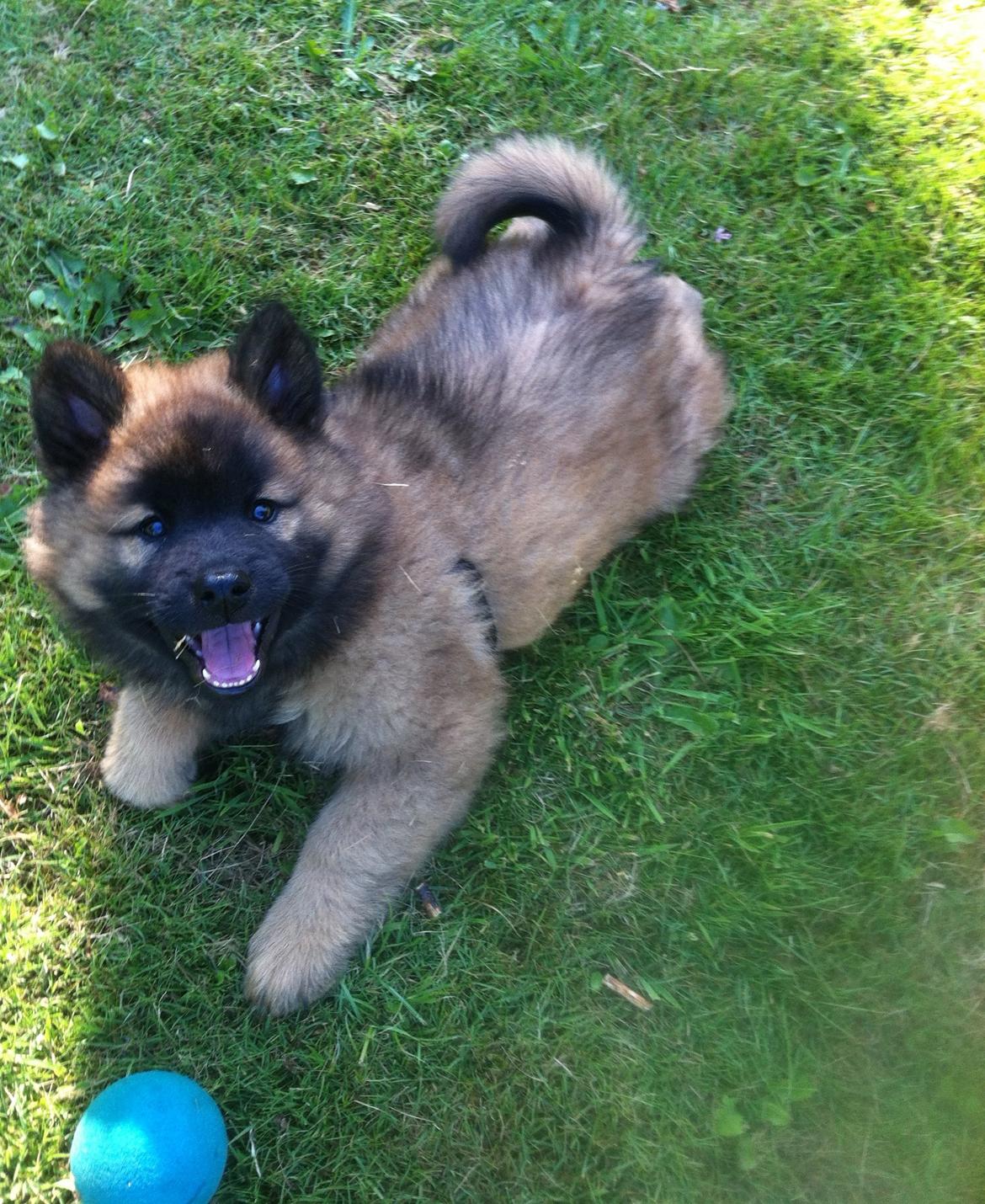 Eurasier Sally - 9 uger billede 39