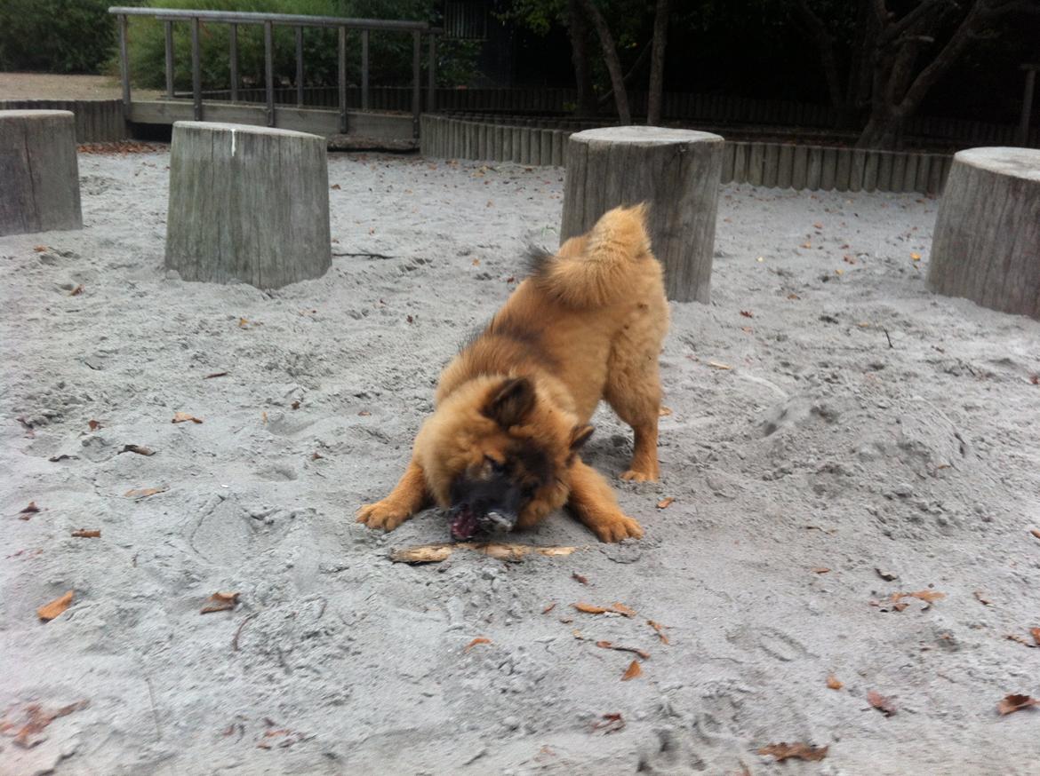 Eurasier Sally - 17 uger billede 36