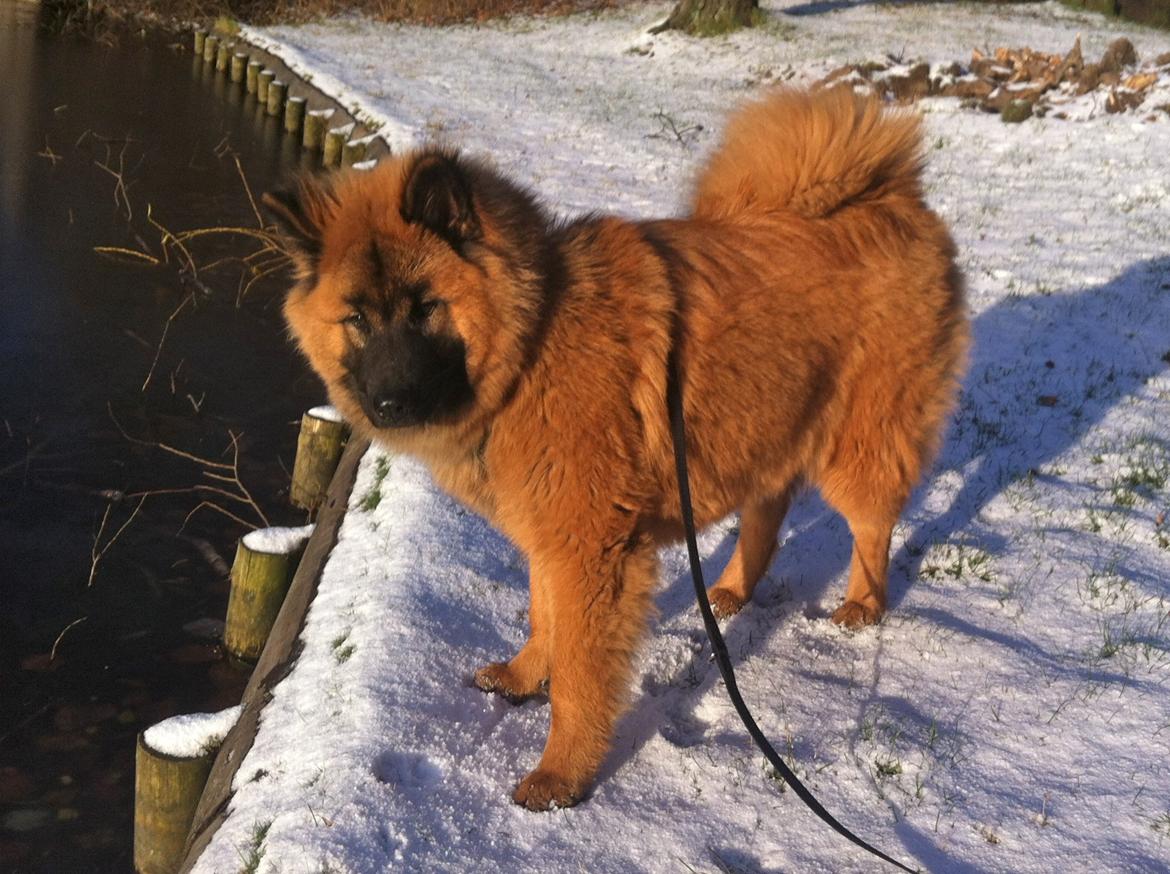 Eurasier Sally - Fælledparken, 7 mrd billede 35