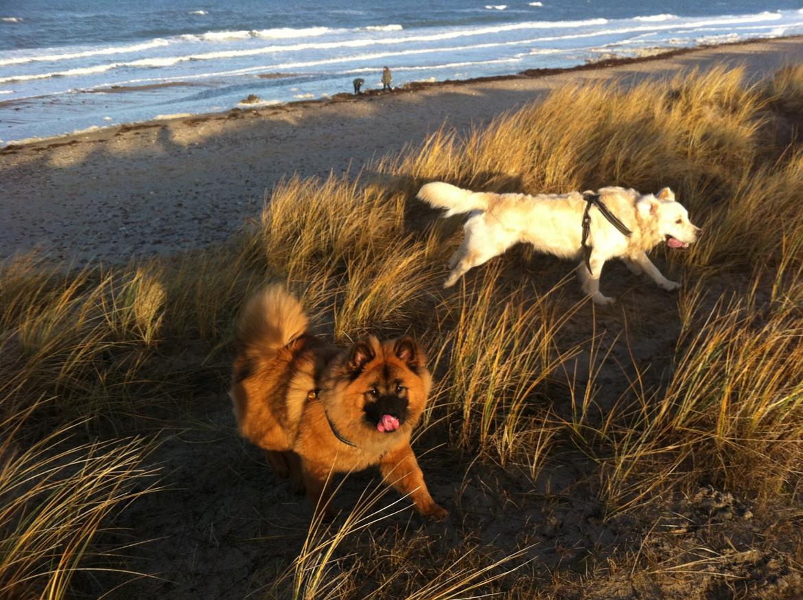 Eurasier Sally - 6 mdr billede 34