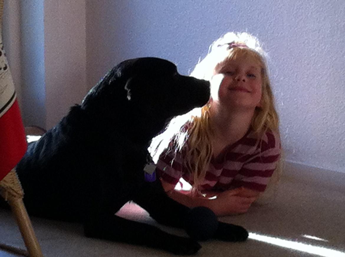 Labrador retriever Dalkjærs Diso billede 2