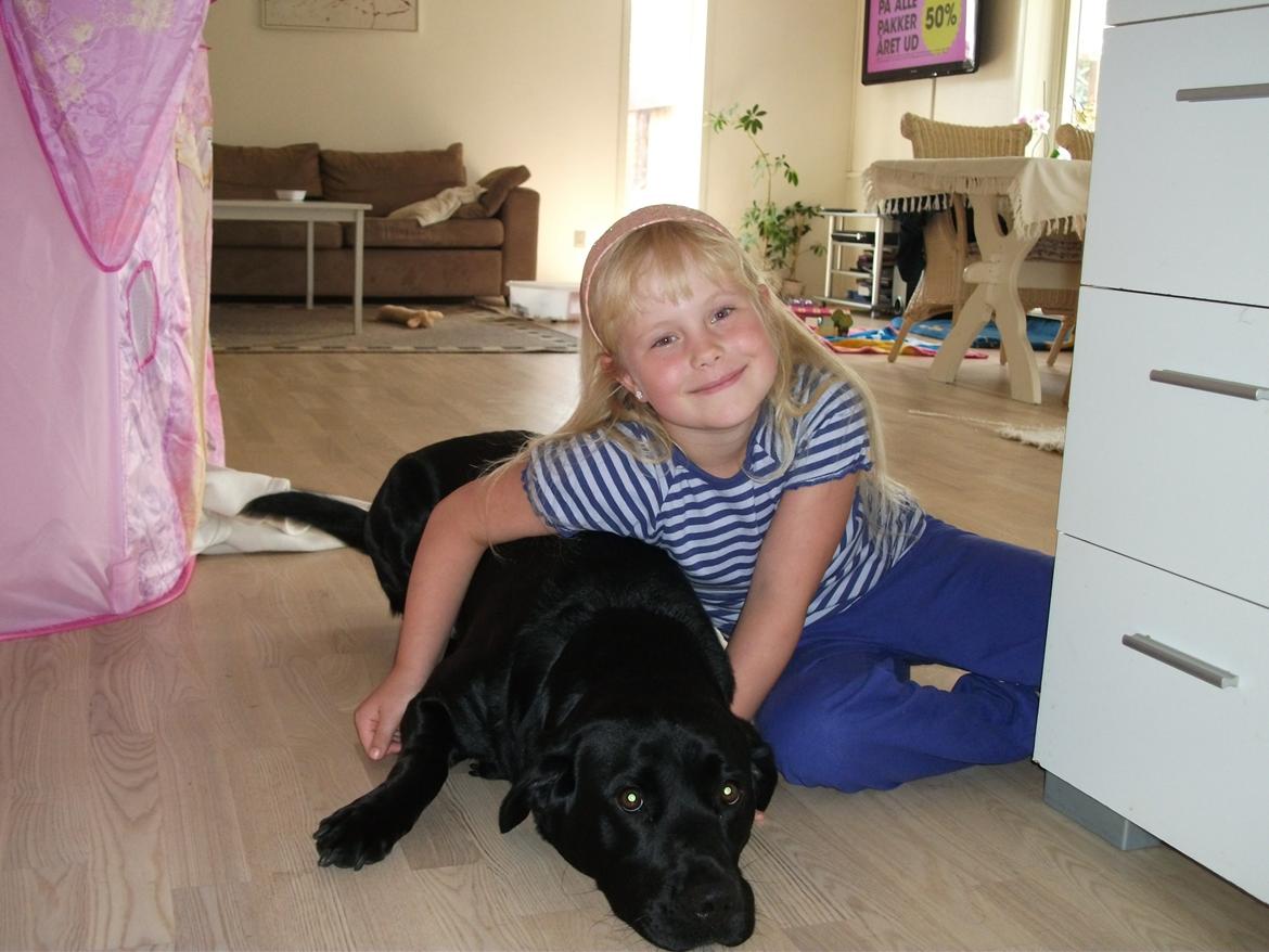 Labrador retriever Dalkjærs Diso billede 3