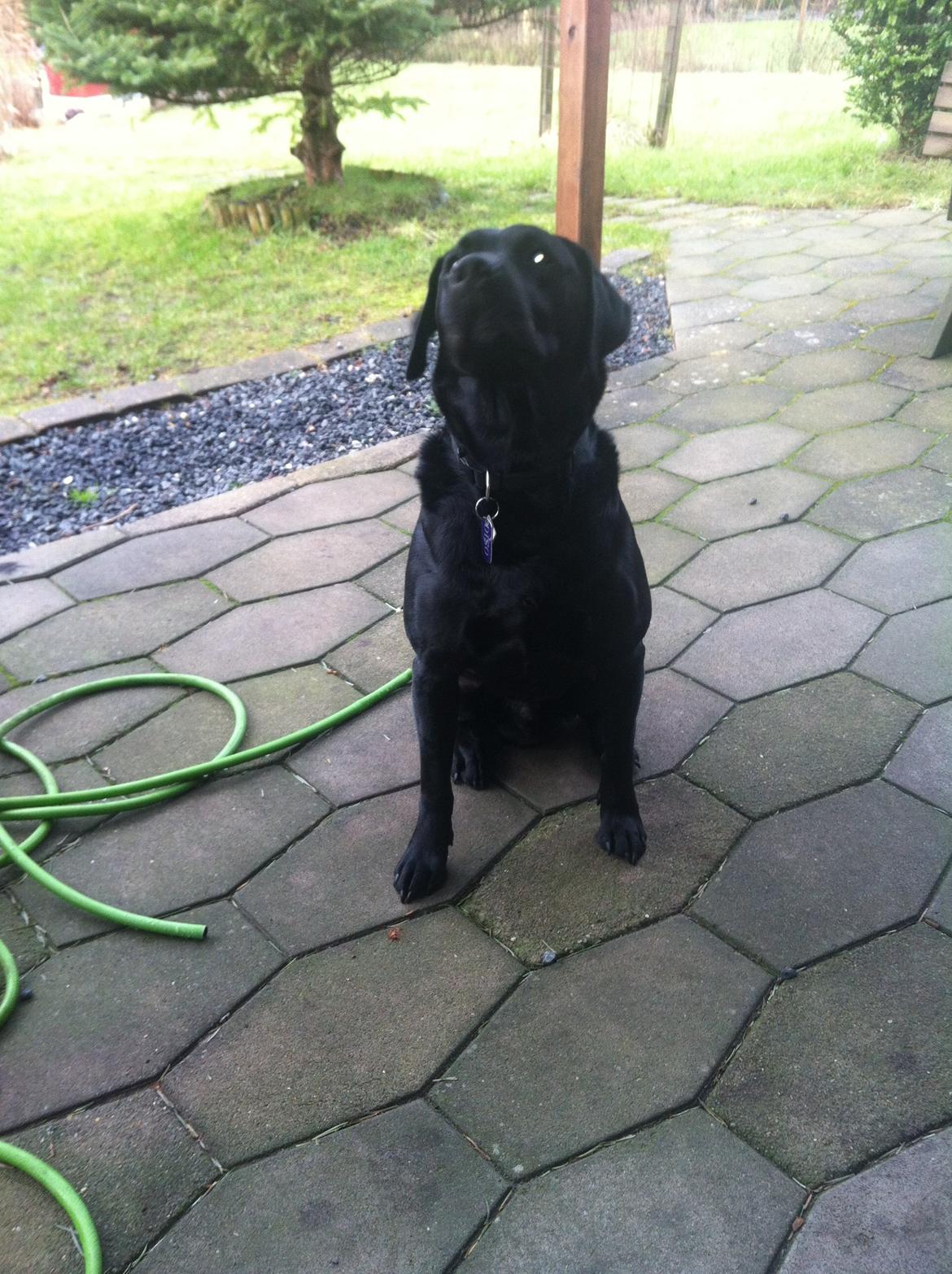 Labrador retriever Dalkjærs Diso billede 4