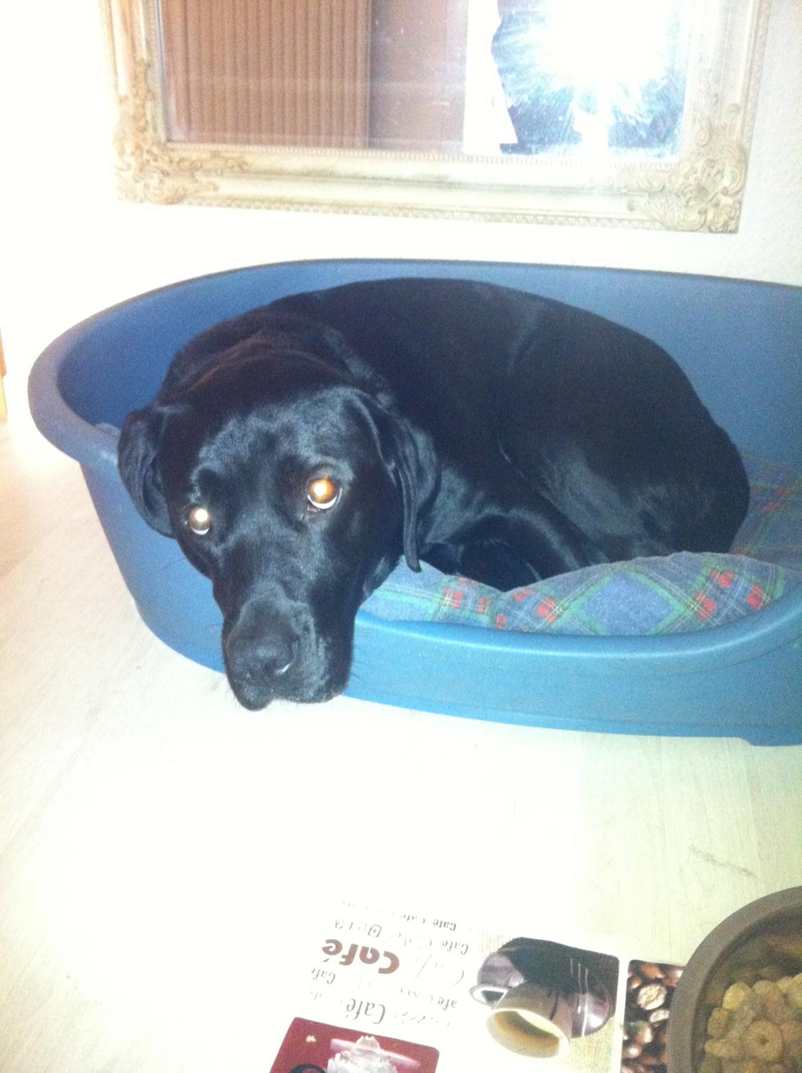 Labrador retriever Dalkjærs Diso billede 5