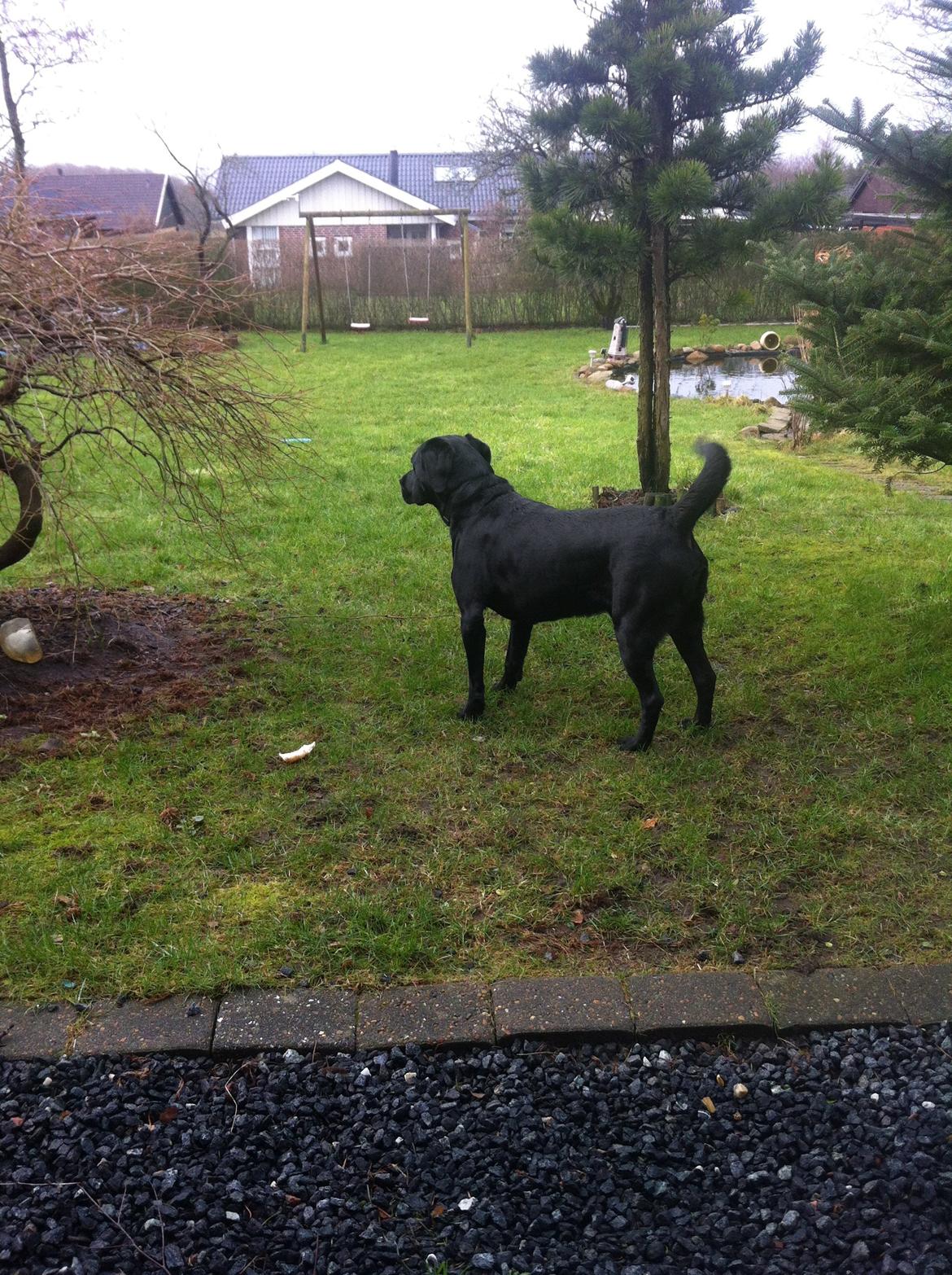 Labrador retriever Dalkjærs Diso billede 6