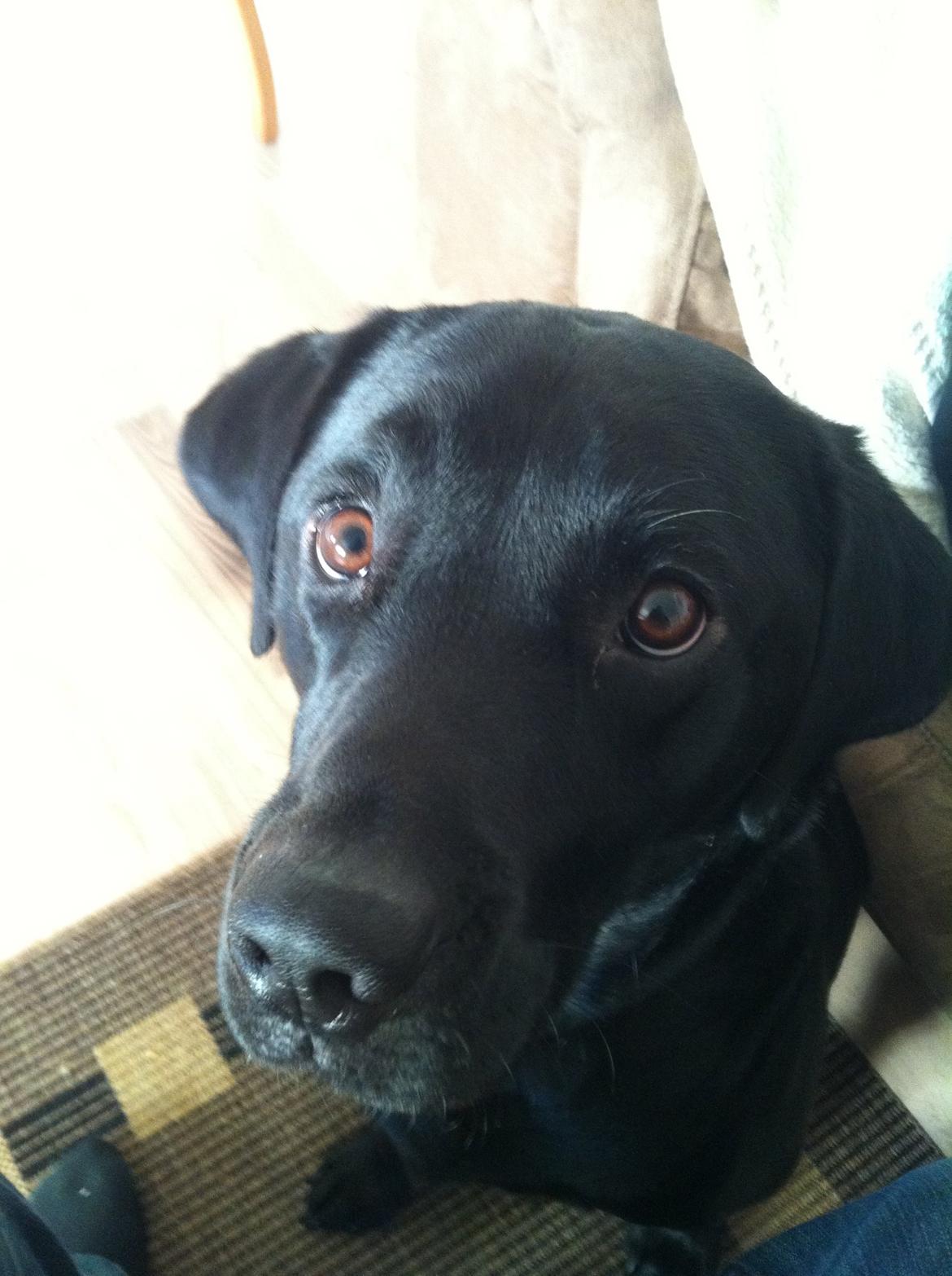 Labrador retriever Dalkjærs Diso billede 1