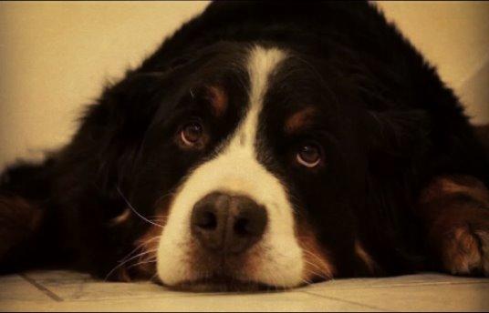 Berner sennenhund Viktor ~Himmelhund~ R.I.P billede 1