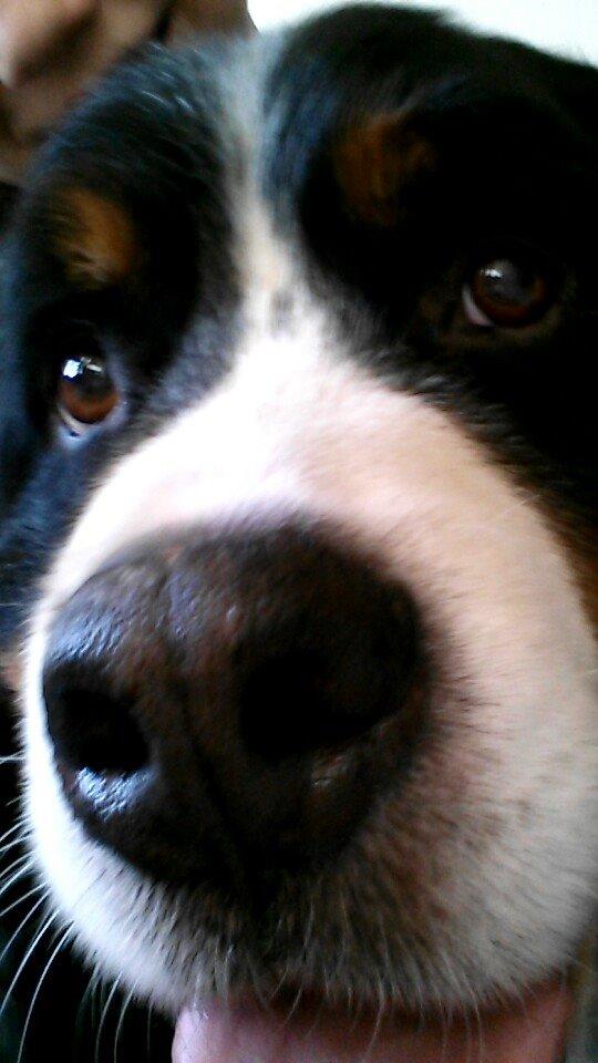 Berner sennenhund Viktor ~Himmelhund~ R.I.P billede 2