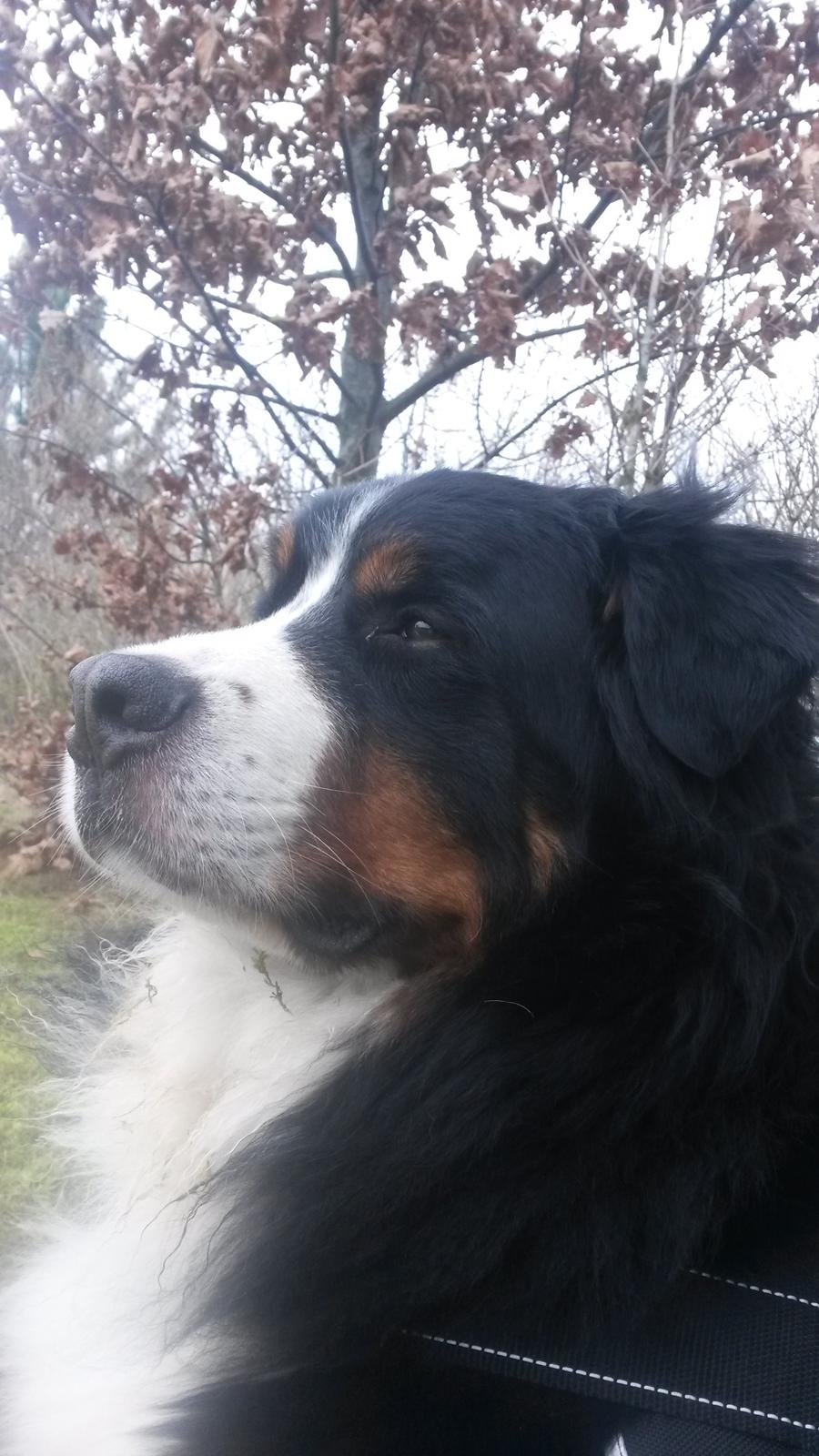 Berner sennenhund Viktor ~Himmelhund~ R.I.P billede 3