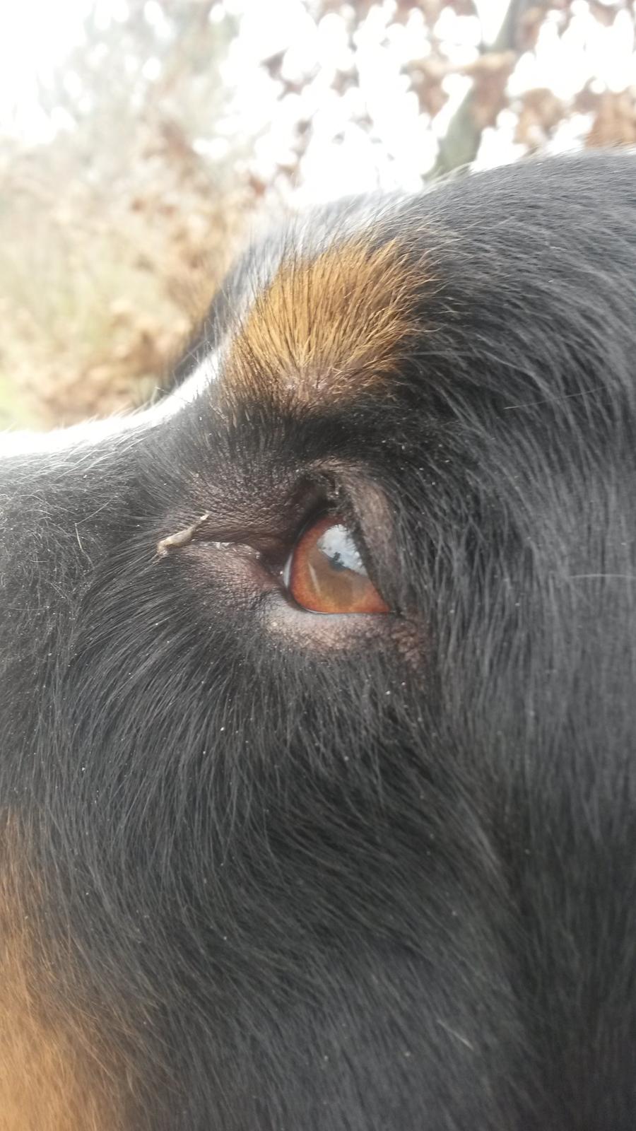 Berner sennenhund Viktor ~Himmelhund~ R.I.P billede 4