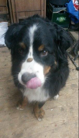 Berner sennenhund Viktor ~Himmelhund~ R.I.P billede 5