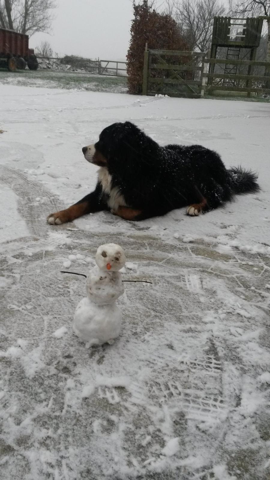 Berner sennenhund Viktor ~Himmelhund~ R.I.P billede 6