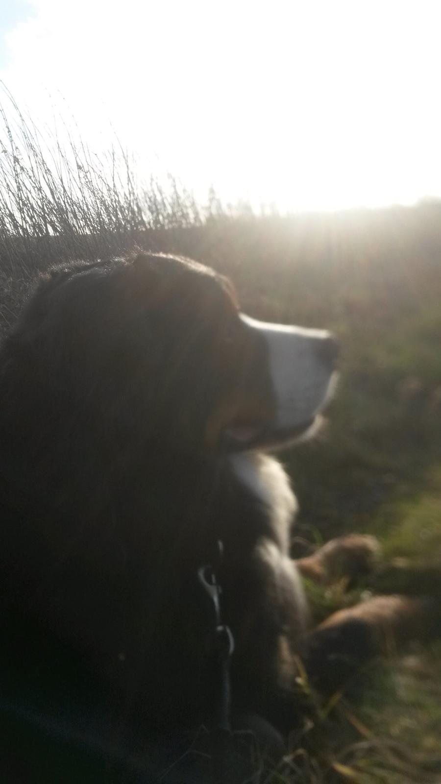 Berner sennenhund Viktor ~Himmelhund~ R.I.P billede 7
