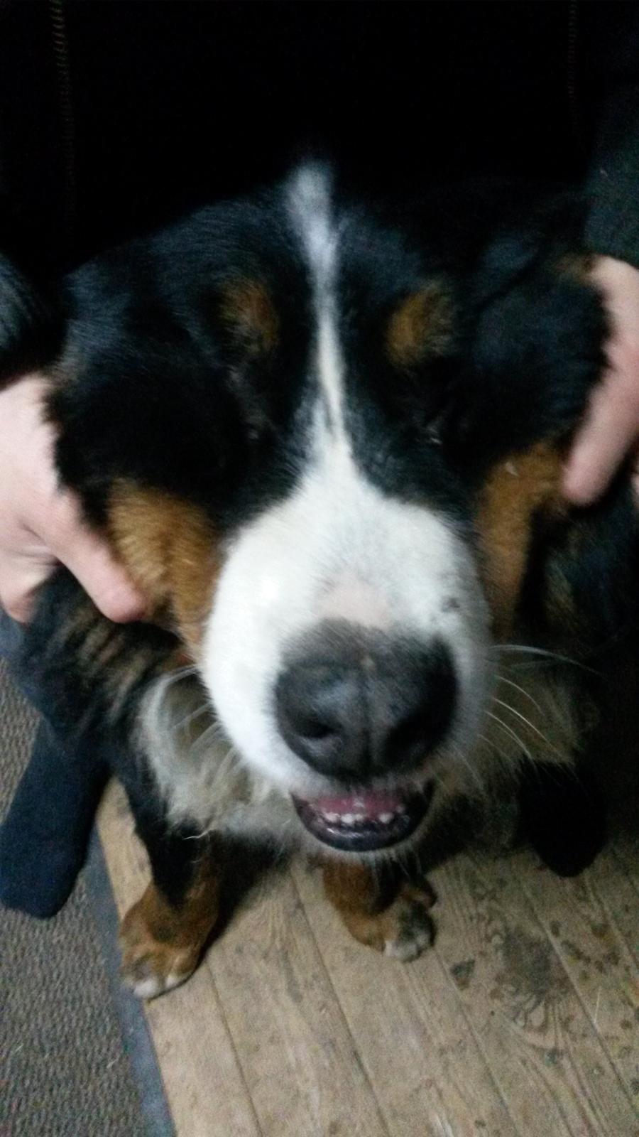 Berner sennenhund Viktor ~Himmelhund~ R.I.P billede 8
