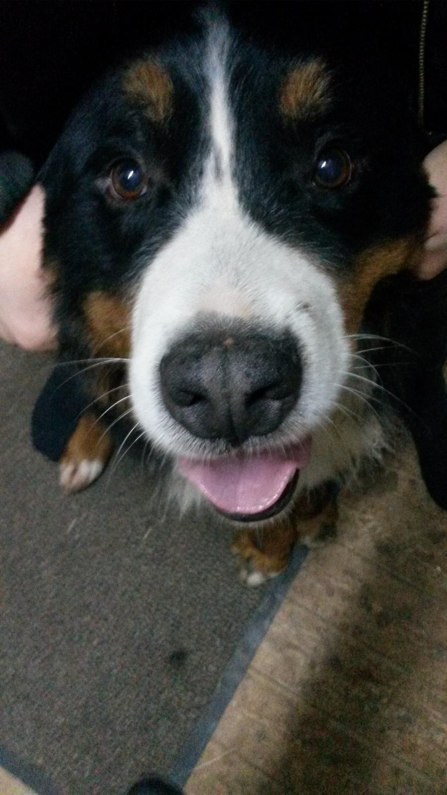 Berner sennenhund Viktor ~Himmelhund~ R.I.P billede 9