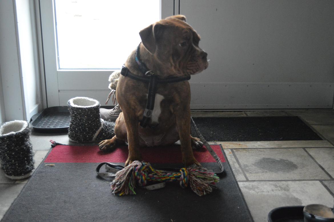Olde english bulldogge Kingbull´s Cera - Skal vi ud og gå nu? 8 mdr  billede 28