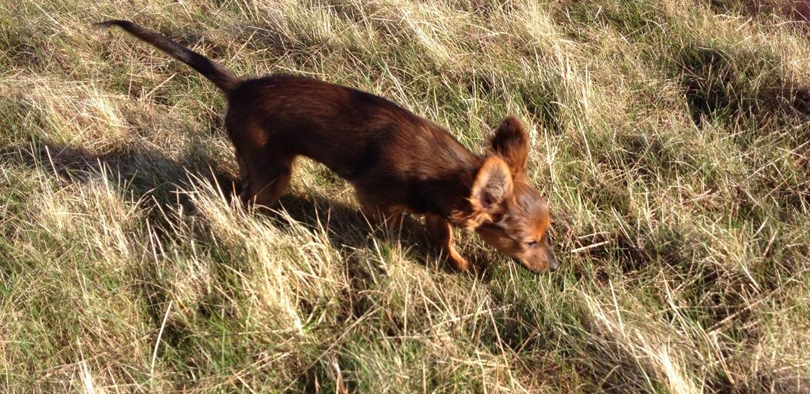 Blanding af racer Charlie billede 8