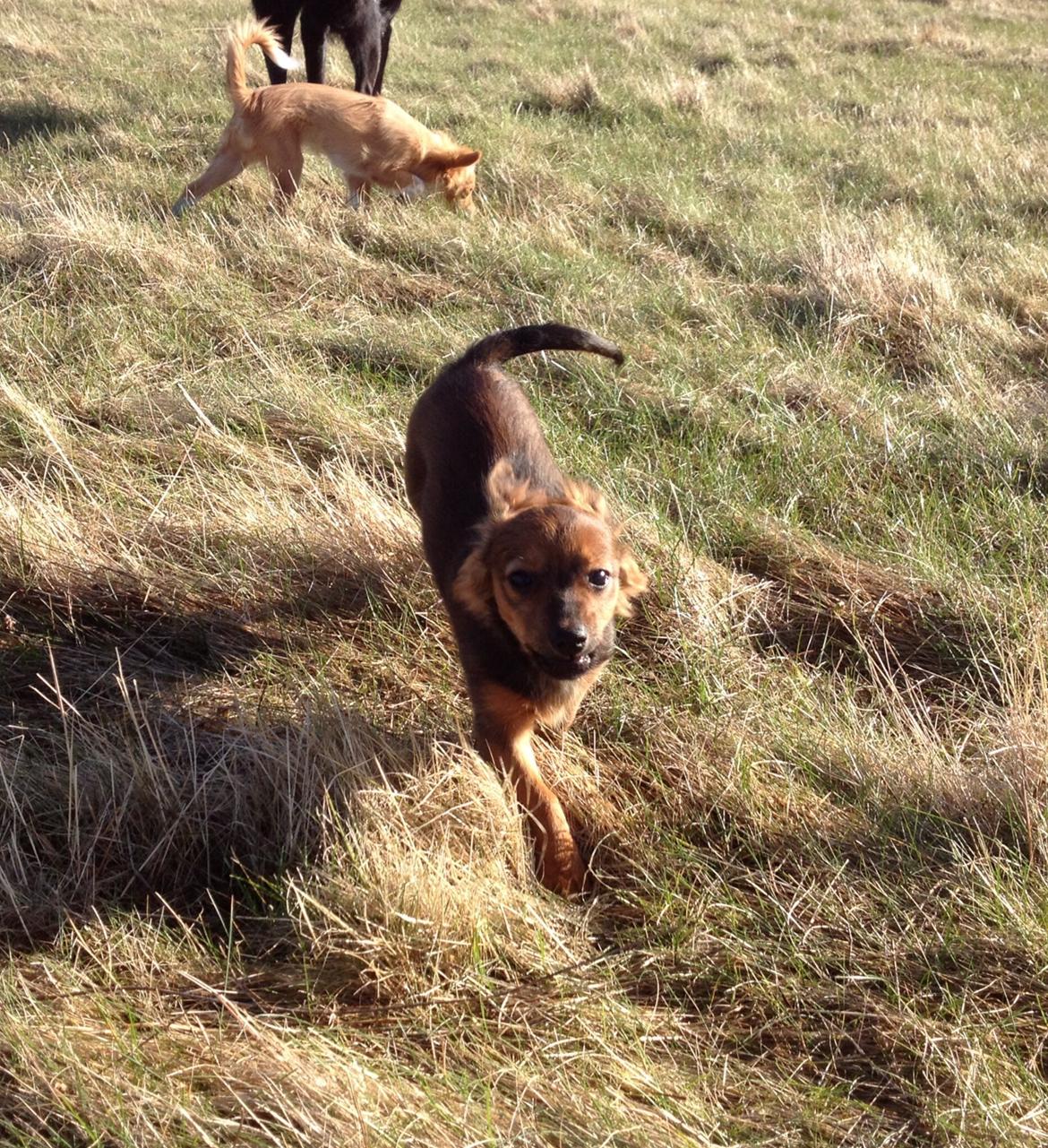 Blanding af racer Charlie billede 9