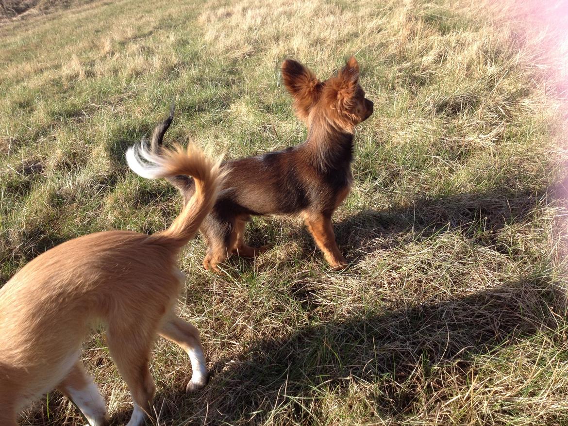 Blanding af racer Charlie billede 10