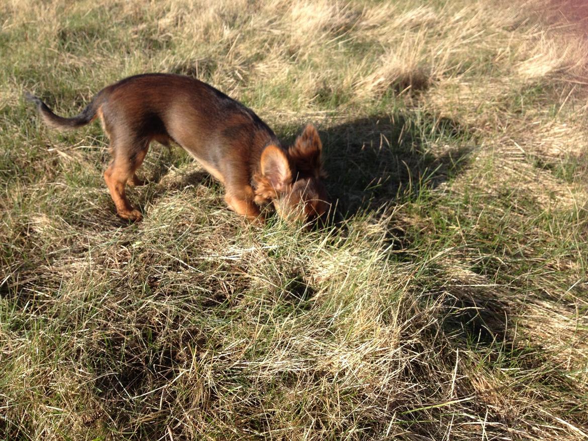 Blanding af racer Charlie billede 13