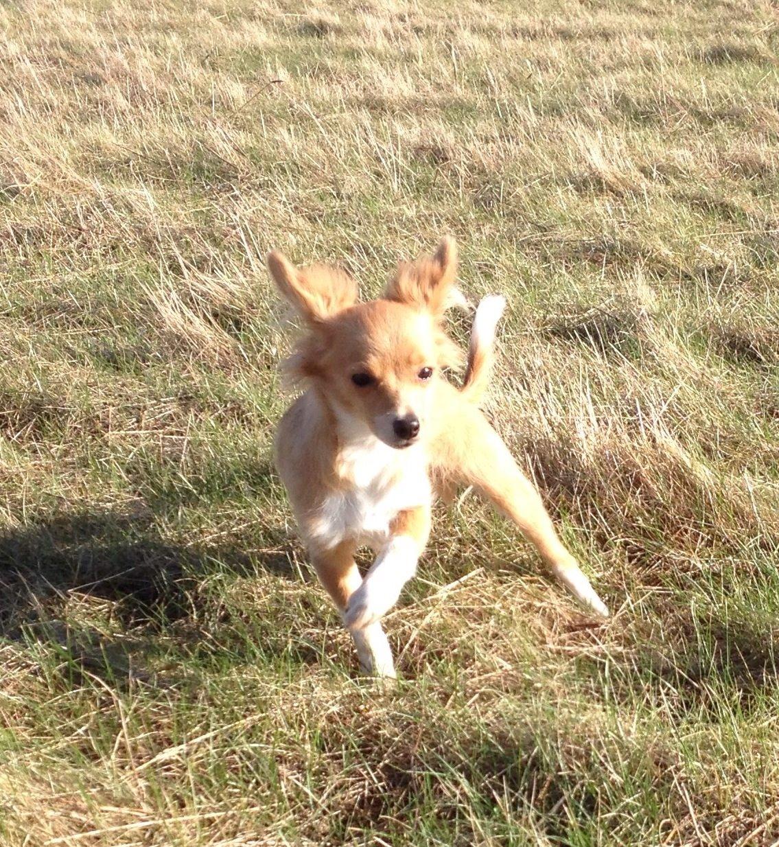 Blanding af racer Hugo billede 11