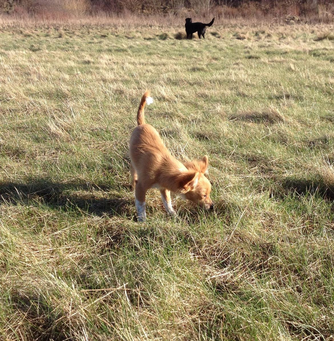 Blanding af racer Hugo billede 12