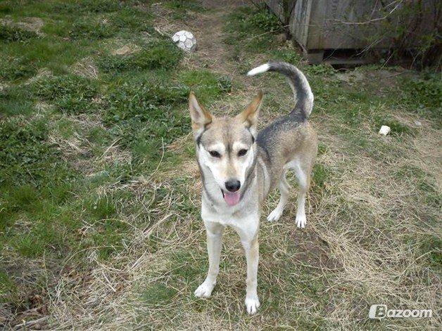 Blanding af racer Bonnie billede 2