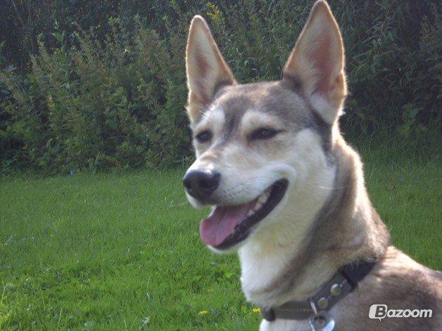 Blanding af racer Bonnie billede 3