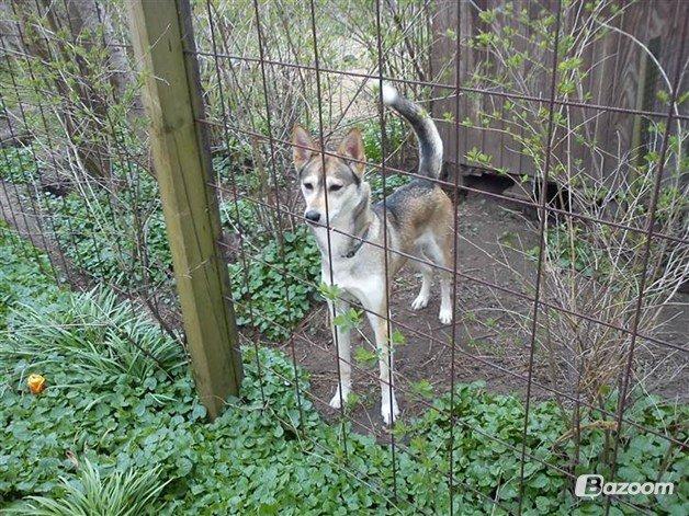 Blanding af racer Bonnie billede 4