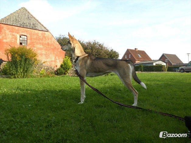 Blanding af racer Bonnie billede 5