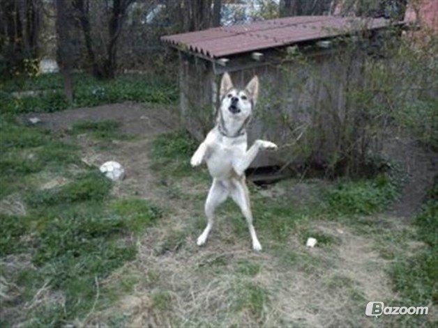 Blanding af racer Bonnie billede 6