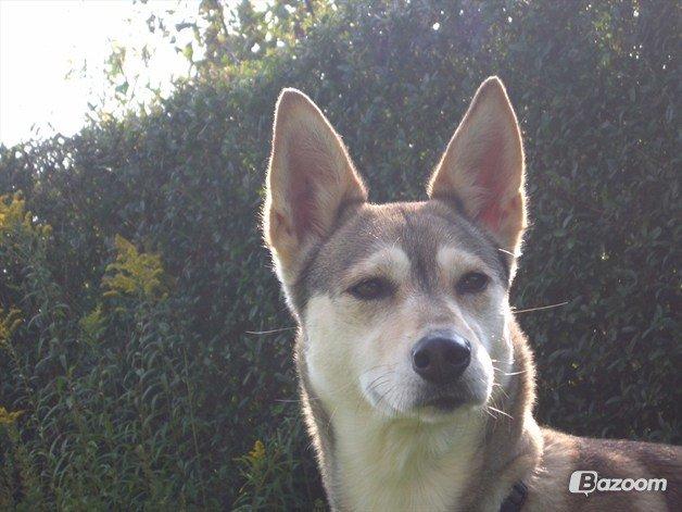 Blanding af racer Bonnie billede 7