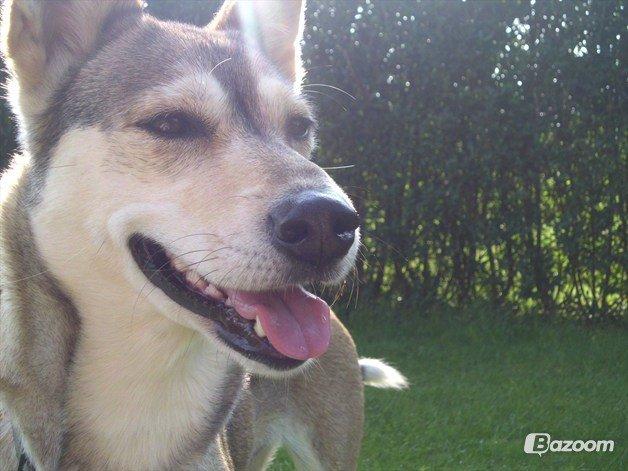 Blanding af racer Bonnie billede 8