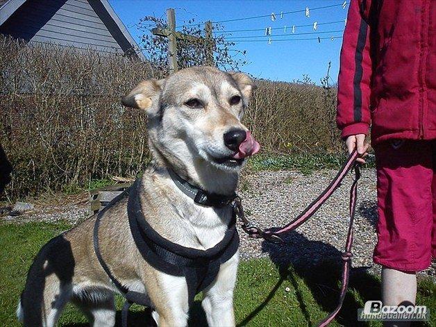 Blanding af racer Bonnie billede 9