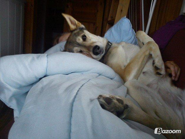 Blanding af racer Bonnie billede 10