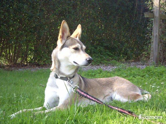 Blanding af racer Bonnie billede 11