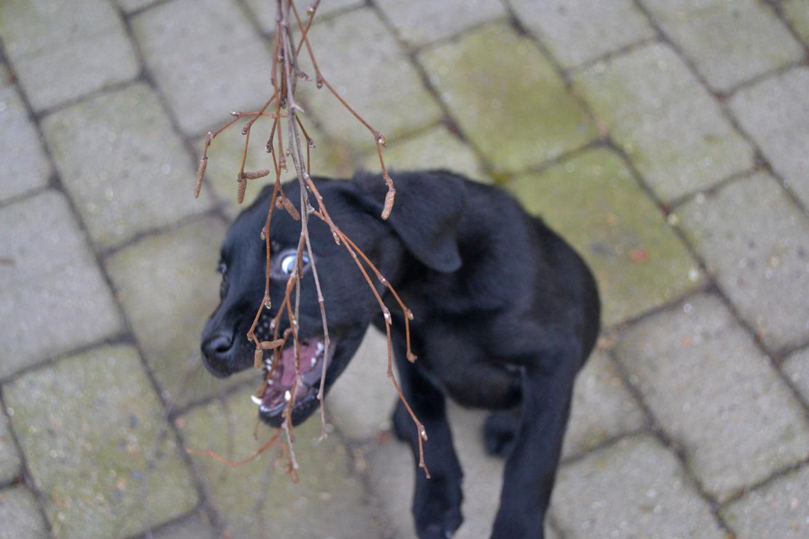 Labrador retriever Boogie - Min lille dræberhund, ahahahhaha billede 18