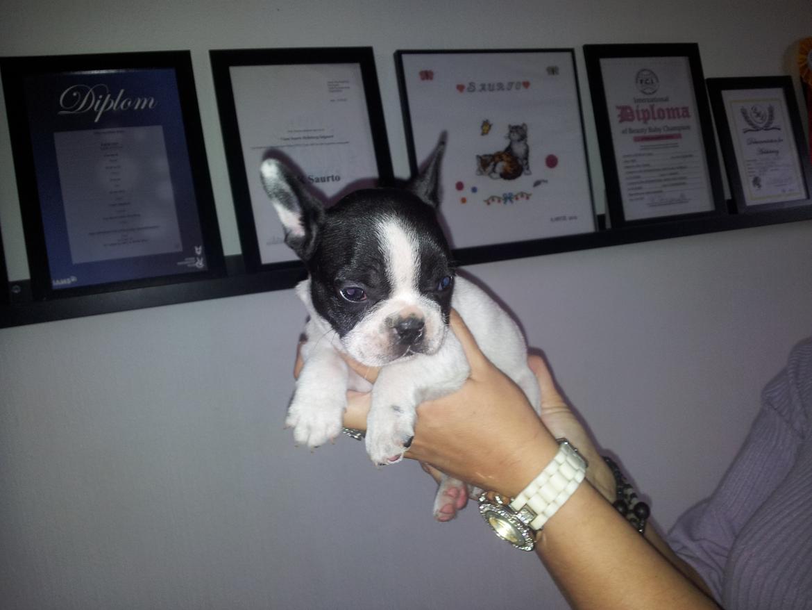 Fransk bulldog Saurto Bella billede 4