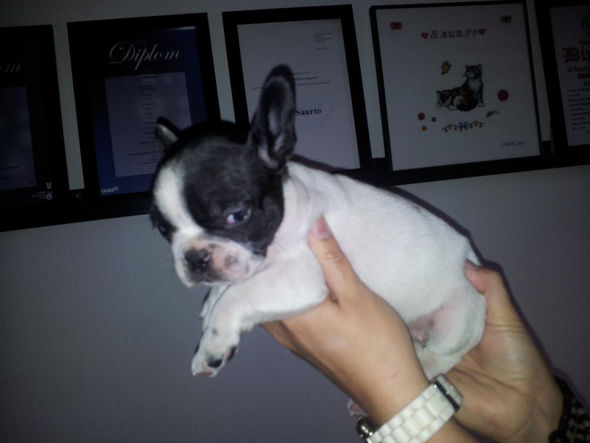 Fransk bulldog Saurto Bella billede 5