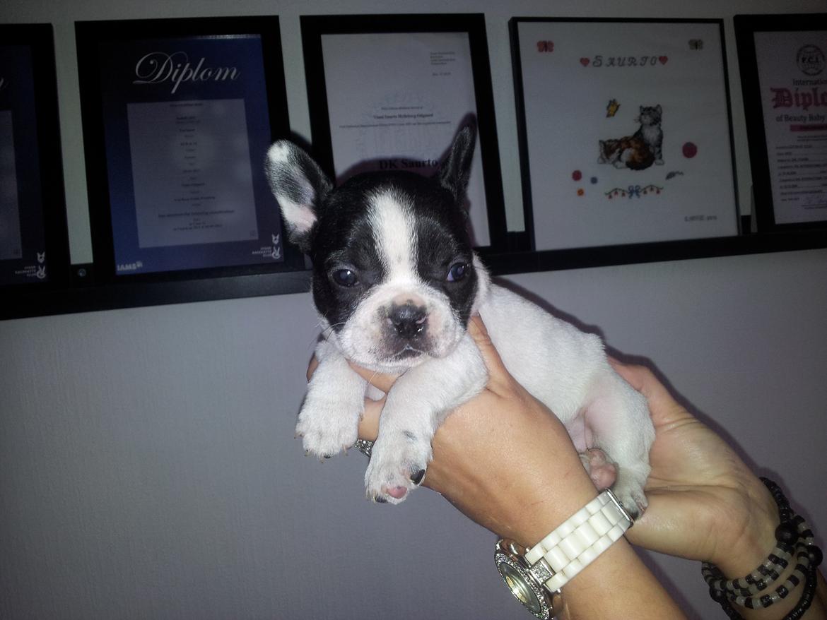 Fransk bulldog Saurto Bella billede 6