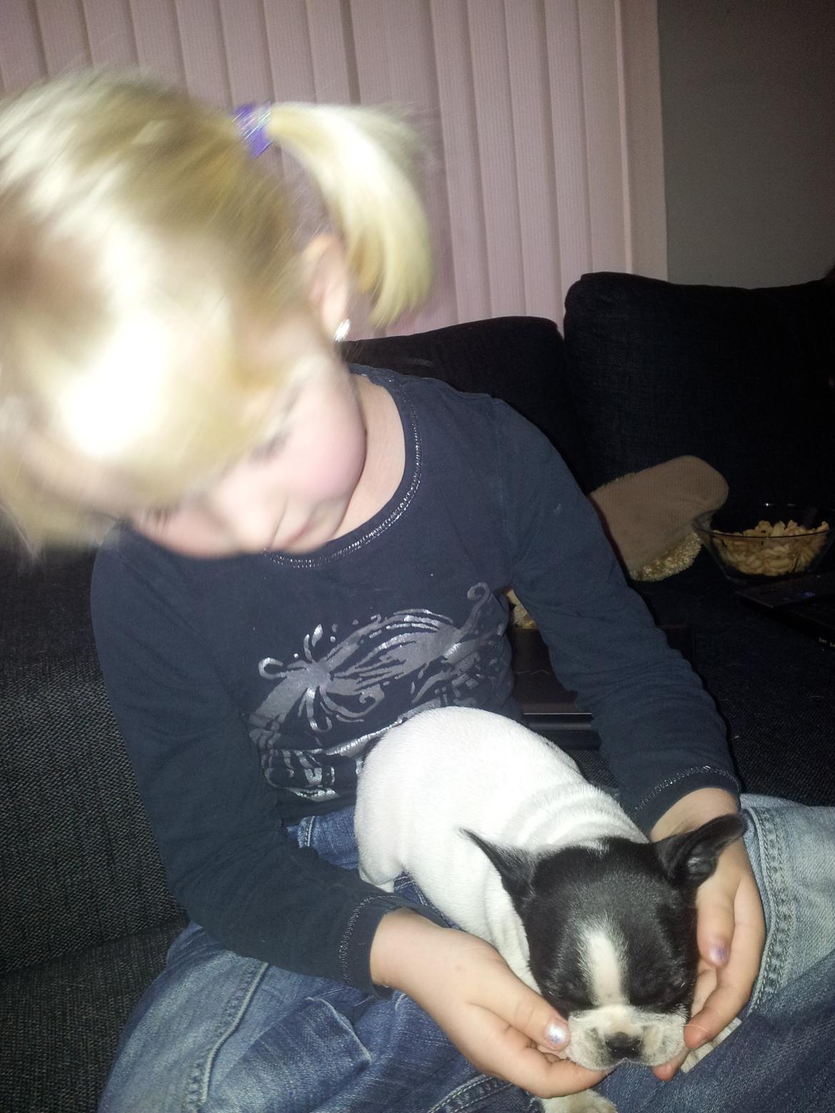 Fransk bulldog Saurto Bella billede 7