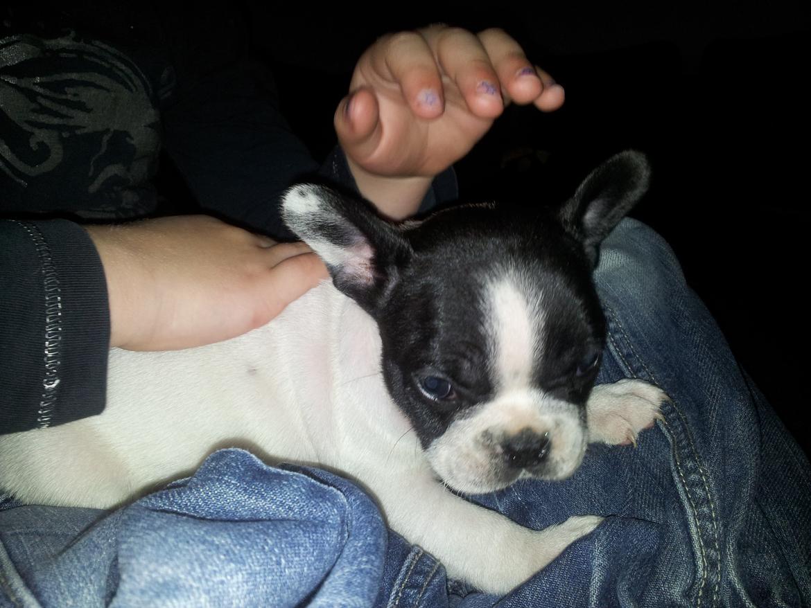 Fransk bulldog Saurto Bella billede 8