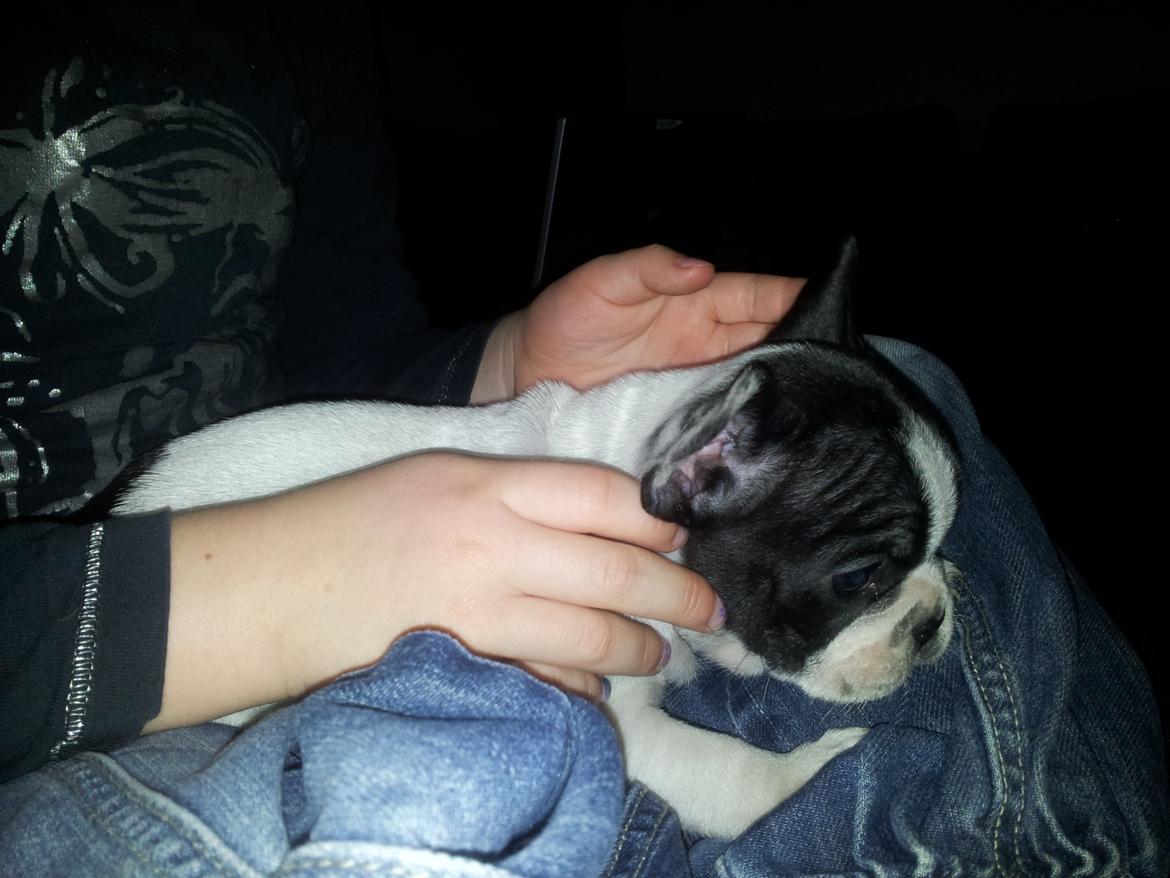 Fransk bulldog Saurto Bella billede 9