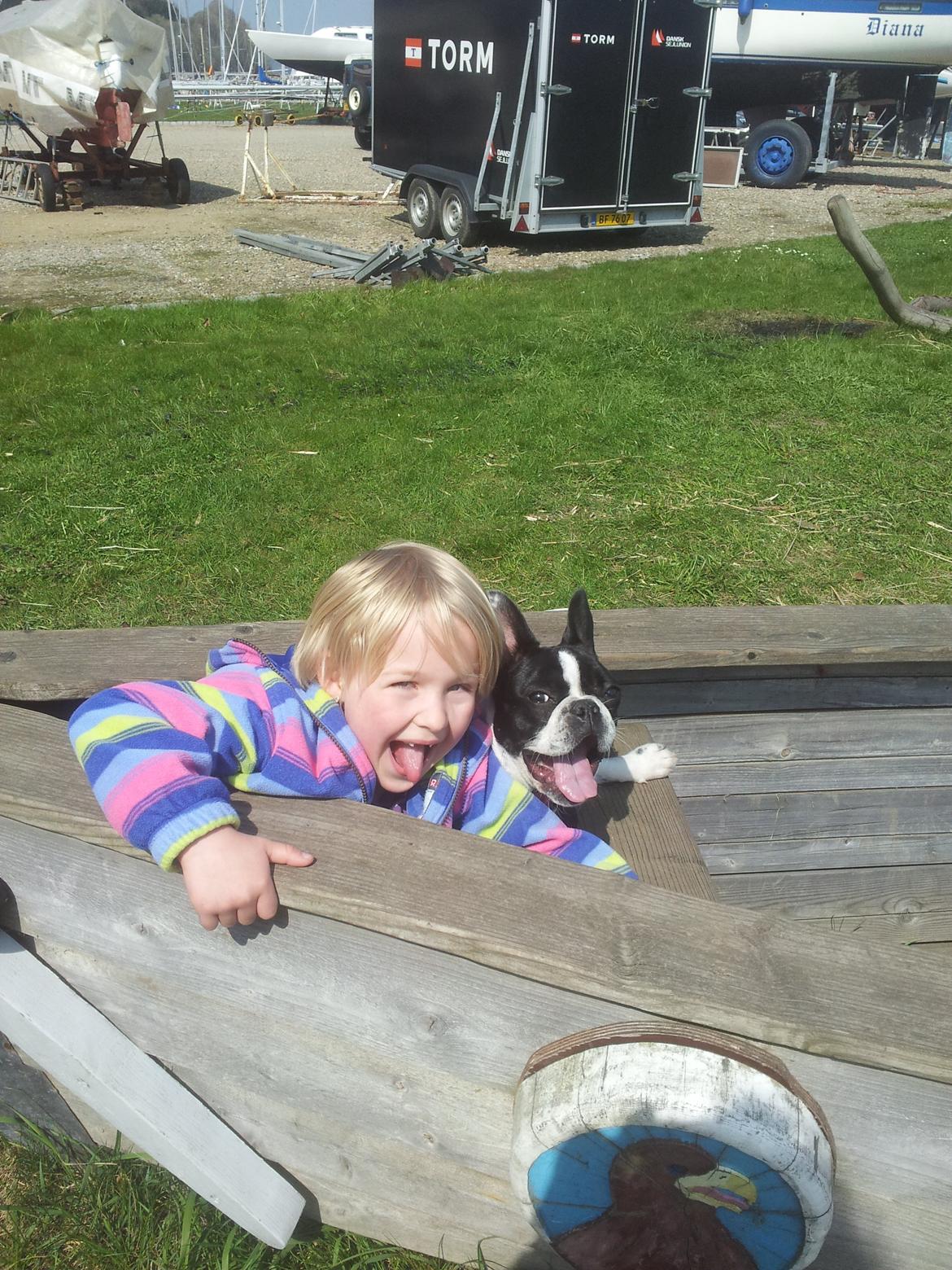 Fransk bulldog Saurto Bella billede 2