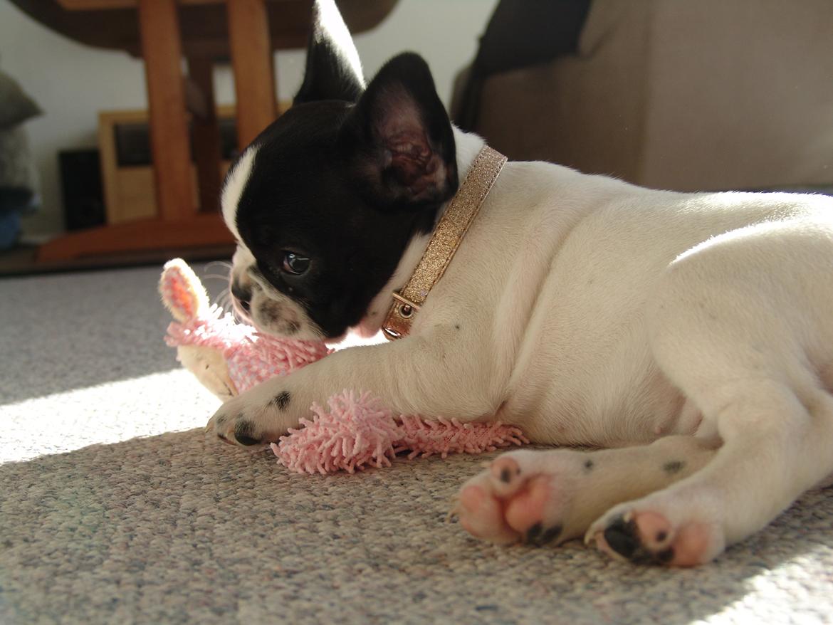 Fransk bulldog Saurto Bella billede 10